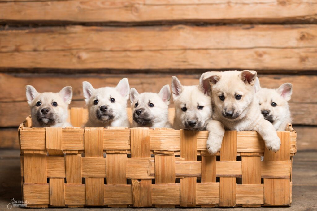 Buhundinpentuja korissa