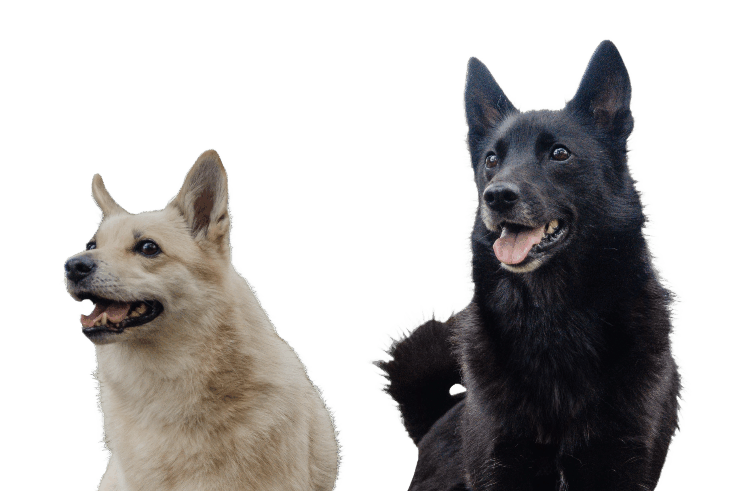 kuvassa on vaalea ja musta buhund